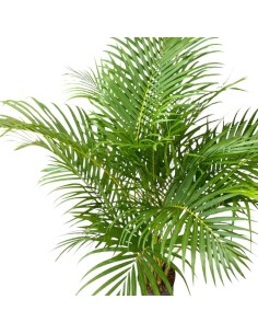 IDROCOLTURA DYPSIS (ARECA) LUTESCENS Vaso. 22/19CM 2