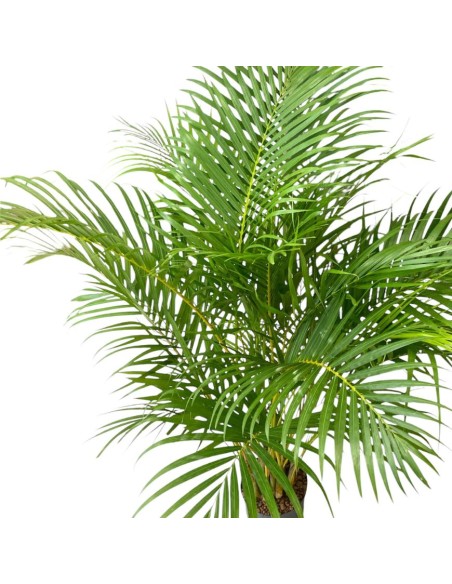 IDROCOLTURA DYPSIS (ARECA) LUTESCENS Vaso. 22/19CM