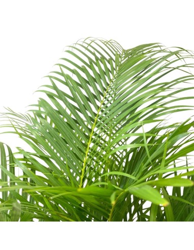 IDROCOLTURA DYPSIS (ARECA) LUTESCENS Vaso. 22/19CM