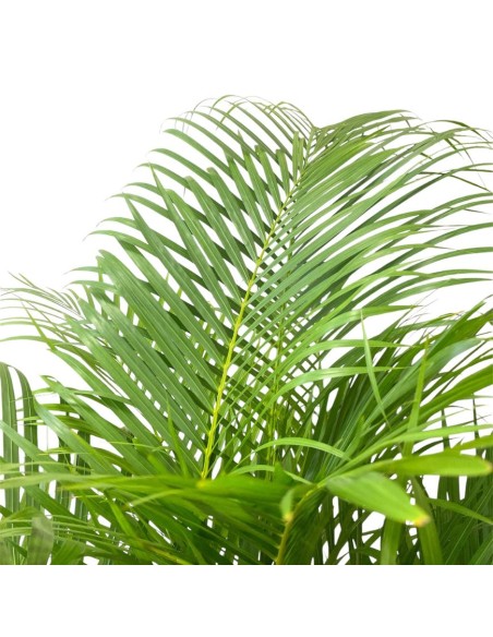 IDROCOLTURA DYPSIS (ARECA) LUTESCENS Vaso. 22/19CM