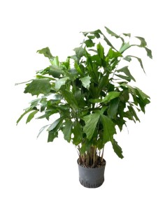 IDROCOLTURA CARYOTA  V 25/19CM Foglie a ventaglio uniche