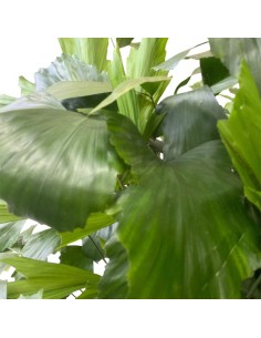 IDROCOLTURA CARYOTA  V 25/19CM Foglie a ventaglio uniche 2