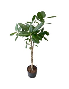 IDROCOLTURA FICUS BENGHALENSIS 'AUDREY' TRECCIA