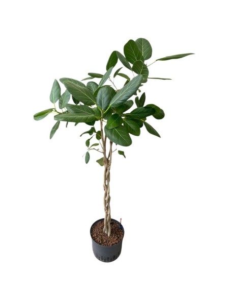 IDROCOLTURA FICUS BENGHALENSIS 'AUDREY' TRECCIA