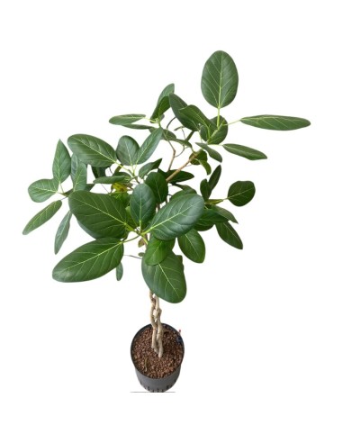 IDROCOLTURA FICUS BENGHALENSIS 'AUDREY' TRECCIA