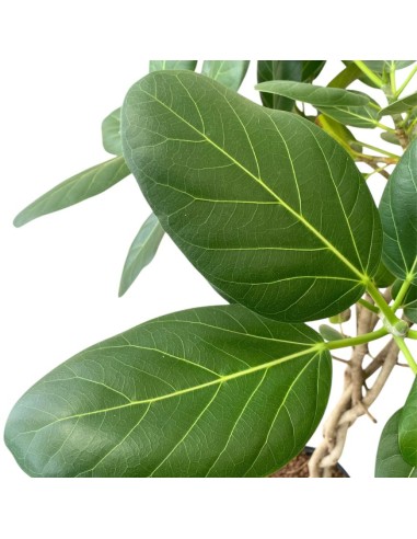 IDROCOLTURA FICUS BENGHALENSIS 'AUDREY' TRECCIA