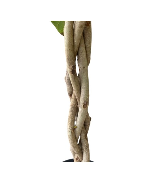 IDROCOLTURA FICUS BENGHALENSIS 'AUDREY' TRECCIA