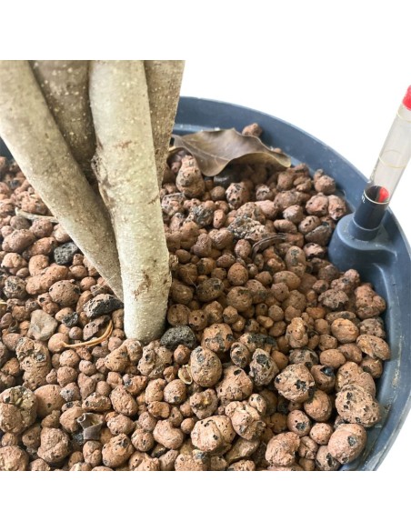 IDROCOLTURA FICUS BENGHALENSIS 'AUDREY' TRECCIA