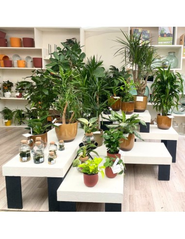 IDROCOLTURA FICUS BENGHALENSIS 'AUDREY' TRECCIA