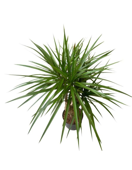 IDROCOLTURA DRACAENA MARGINATA RAMIFICATA