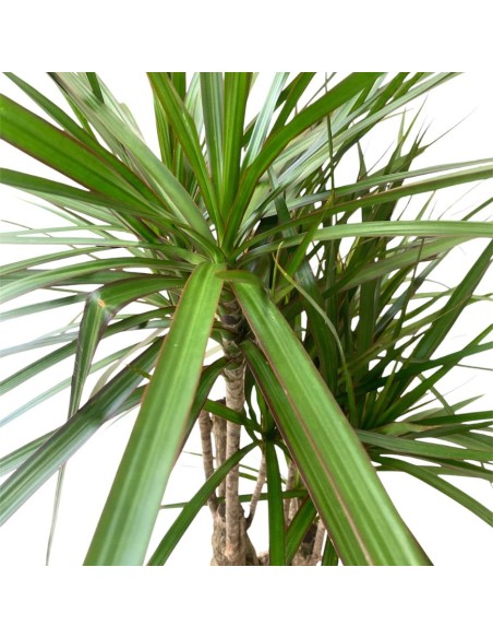 IDROCOLTURA DRACAENA MARGINATA RAMIFICATA