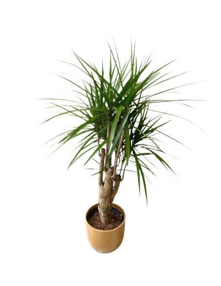 IDROCOLTURA DRACAENA MARGINATA RAMIFICATA