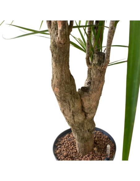 IDROCOLTURA DRACAENA MARGINATA RAMIFICATA