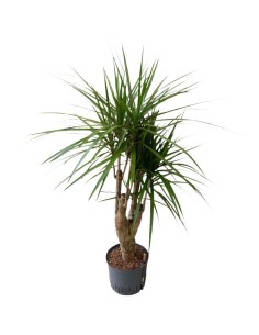 IDROCOLTURA DRACAENA MARGINATA RAMIFICATA