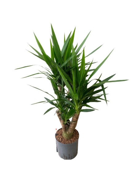 YUCCA ELEPHANTIPES BRANCHED EXTRA, POTS. 22/19CM