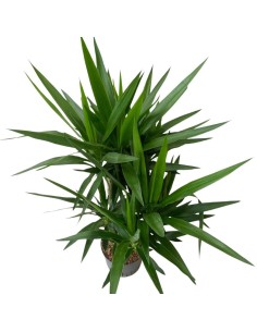YUCCA ELEPHANTIPES BRANCHED EXTRA, POTS. 22/19CM 2