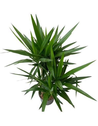 YUCCA ELEPHANTIPES BRANCHED EXTRA, POTS. 22/19CM