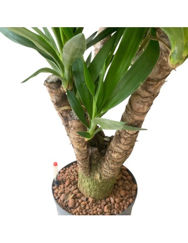 YUCCA ELEPHANTIPES BRANCHED EXTRA, POTS. 22/19CM