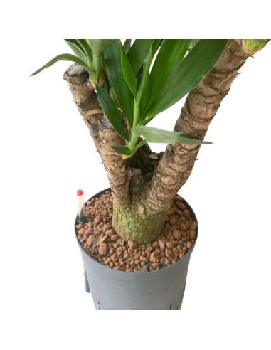 YUCCA ELEPHANTIPES BRANCHED EXTRA, POTS. 22/19CM