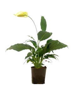 IDROCOLUTRA SPATHIPHYLLUM, Vaso. 13/12CM Purifica l'aria