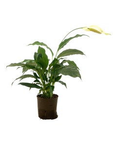 IDROCOLUTRA SPATHIPHYLLUM, Vaso. 13/12CM Purifica l'aria 2