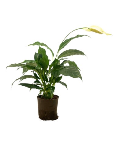 IDROCOLUTRA SPATHIPHYLLUM, Vaso. 13/12CM Purifica l'aria
