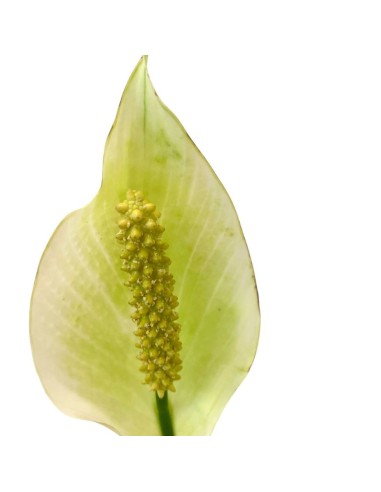 IDROCOLUTRA SPATHIPHYLLUM, Vaso. 13/12CM Purifica l'aria