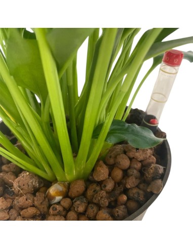 IDROCOLUTRA SPATHIPHYLLUM, Vaso. 13/12CM Purifica l'aria