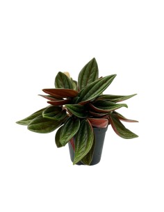 PEPEROMIA CAPERATA ROSSO Ideale anche per terrari