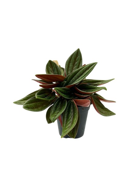 PEPEROMIA CAPERATA ROSSO Ideale anche per terrari