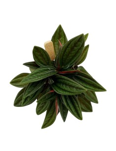 PEPEROMIA CAPERATA ROSSO Ideale anche per terrari 2