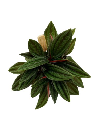 PEPEROMIA CAPERATA ROSSO Ideale anche per terrari