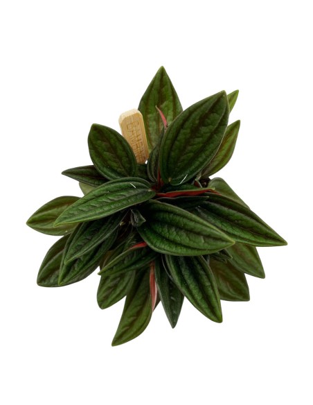 PEPEROMIA CAPERATA ROSSO Ideale anche per terrari