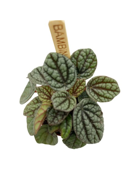PEPEROMIA GREYHOUND Foglie carnose e screziate