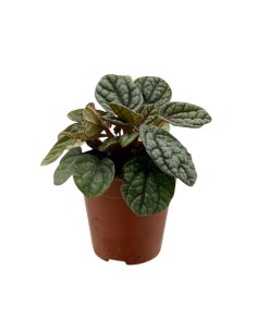 PEPEROMIA GREYHOUND Foglie carnose e screziate 2