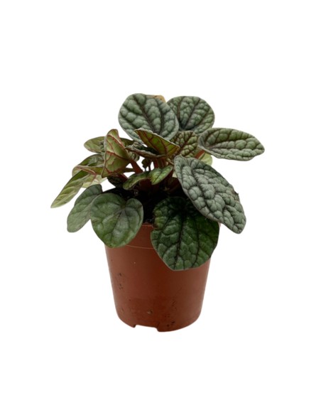 PEPEROMIA GREYHOUND Foglie carnose e screziate