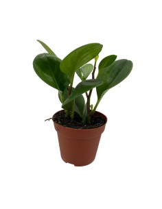 PEPEROMIA GREEN LEMON Foglie verdi e lucenti