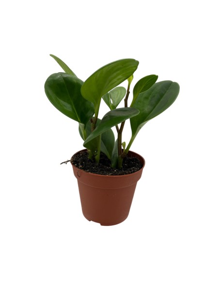 PEPEROMIA GREEN LEMON Foglie verdi e lucenti