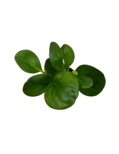 PEPEROMIA GREEN LEMON Foglie verdi e lucenti 2