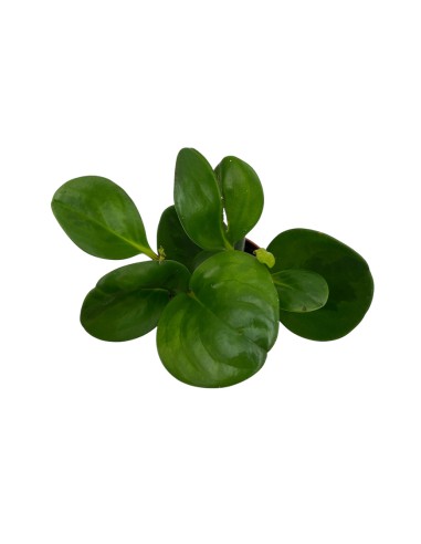 PEPEROMIA GREEN LEMON Foglie verdi e lucenti