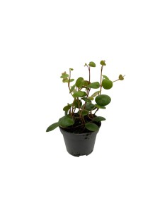 PEPEROMIA 'PEPPERSPOT' Foglie rotonde e brillanti