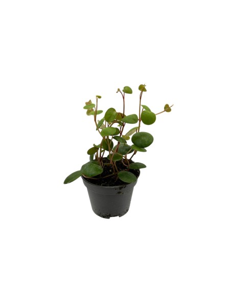 PEPEROMIA 'PEPPERSPOT' Foglie rotonde e brillanti