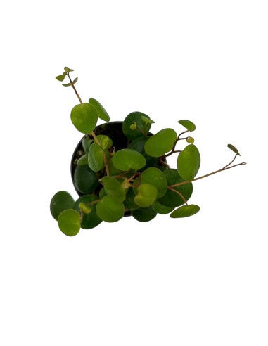 PEPEROMIA 'PEPPERSPOT' Foglie rotonde e brillanti