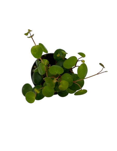PEPEROMIA 'PEPPERSPOT' Foglie rotonde e brillanti