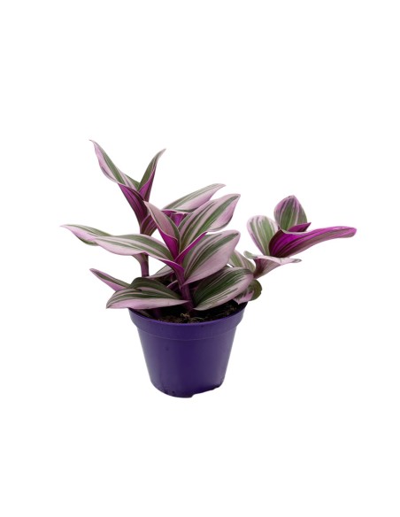 TRADESCANTIA ALBIFLORA 'NANOUK' Foglie variegate rosa