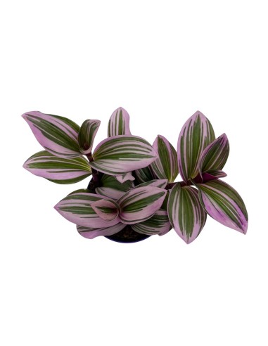 TRADESCANTIA ALBIFLORA 'NANOUK' Foglie variegate rosa