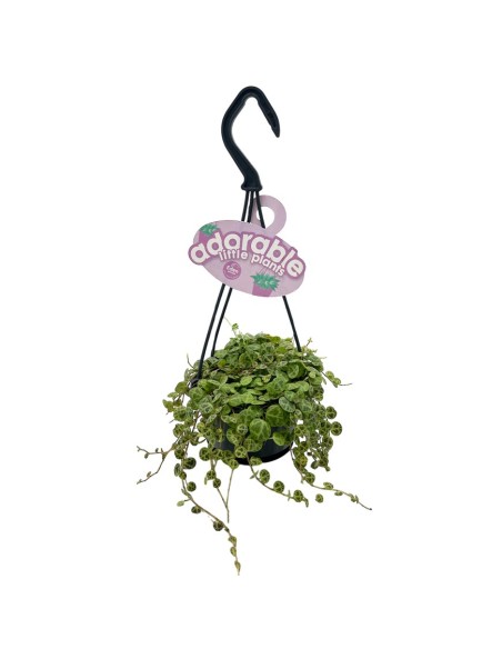 PEPEROMIA PROSTRATA basket diametro 10,5 cm