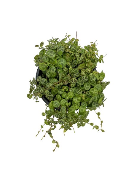 PEPEROMIA PROSTRATA basket diametro 10,5 cm