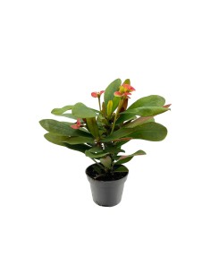 EUPHORBIA MILII Corona di Cristo Fiori colorati tutto l'anno