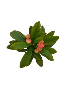 EUPHORBIA MILII Corona di Cristo Fiori colorati tutto l'anno 2